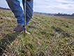 Taking a soil sample in a pasture.