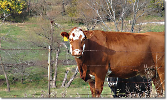 Iowa Beef Center