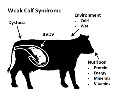 weak calf syndrome