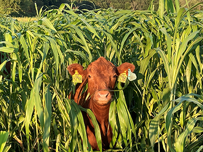 Cow in sudan grass.
