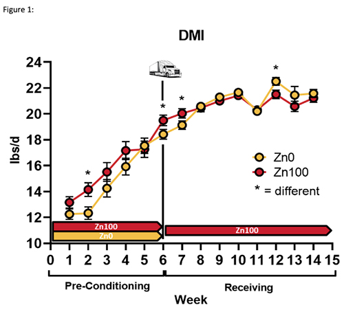 Comparison Zn supplemented cattle vs non-supplemented cattle.