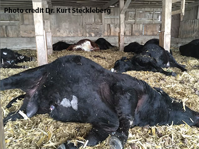 Cattle laying down.