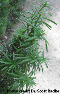 Yew leaves.