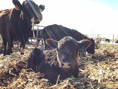 Calves in cornstalks.