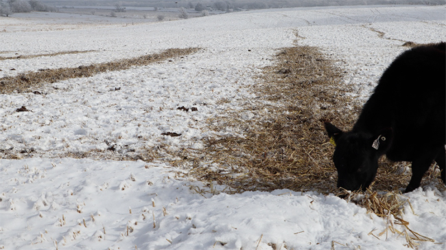 Cow with dried hay on snow covered field.