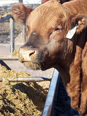 Brown bull with ear tags.