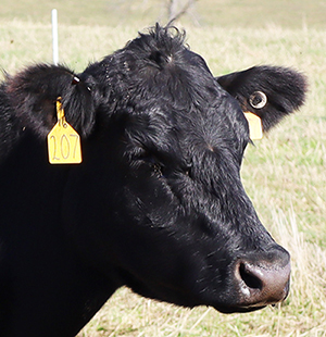 Black cow with two types of ear tags.