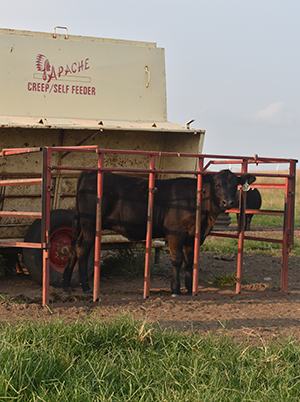 Cow standing in front of creep feeder.
