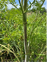 Poison hemlock.