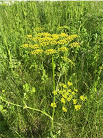 Wild parsnip.