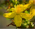 St. Johnswort.