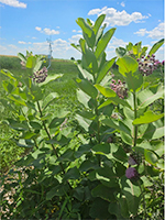 Common milkweed.