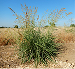 Johnsongrass.