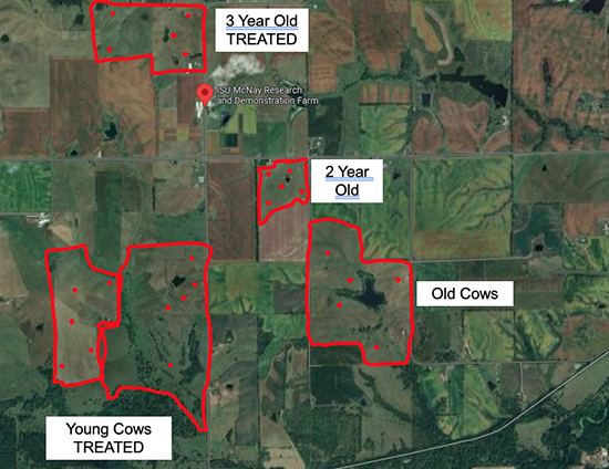 Map with marked areas of four cow age and treatment groups, and specific locations of dung beetle traps in each area.