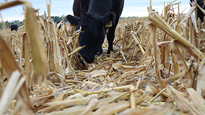Cattle graze corn residue