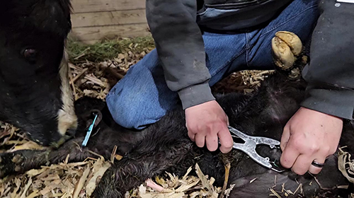 Castrating a young calf while cow looks on.