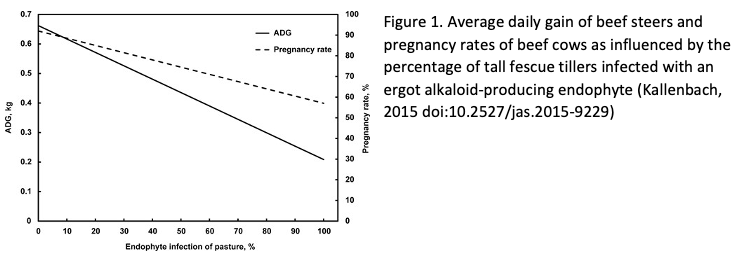 Figure 1. Influence of tall fescue tillers.