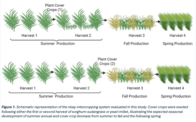 Relay-intercropping system