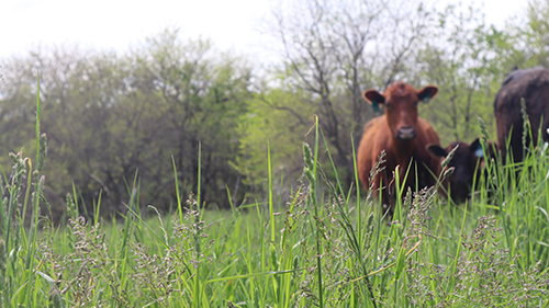 Cows grazing in fields.