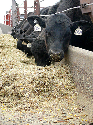 Cows eating at hay trough.