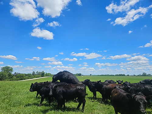 Black cows in field.