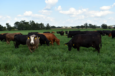 Cattle grazing in an alfalfa field.