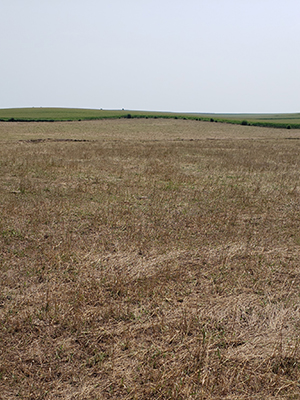 Pasture With Drought.