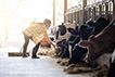 Woman in dairy barn with cows.