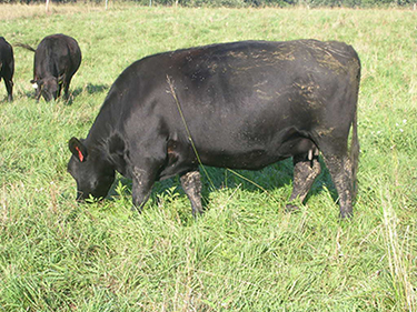 Black cow in pasture.