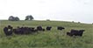 Cow-calf pairs in pasture.