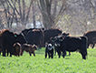 Black cows and calves grazing a cover crop field.