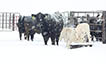 Black Cows And White Calves In Snowy Field.
