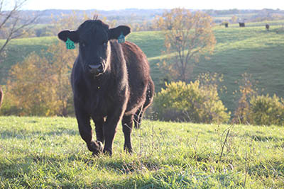Black Cattle In Pasture.