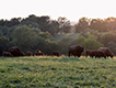 Cattle in pasture.