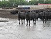 Cattle in muddy feedlot.