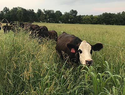 Cattle grazing annuals along a wire fence.