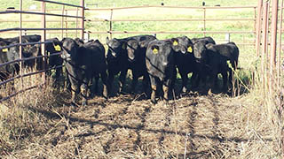 Cattle in outdoor pen.