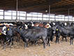 Cattle in an indoor space.