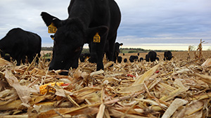 Black cattle eating cornstalks.