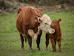 Cow-calf pair in pasture.