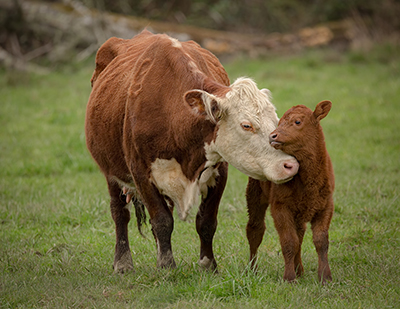 Cow-calf pair.