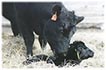 Black cow with newborn black calf.
