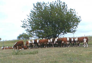 Cows On Short Pasture In Summer.