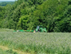 Cutting hay in pasture.