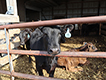 Dairy calves in pen.