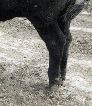 Cocked rear ankle of beef steer.