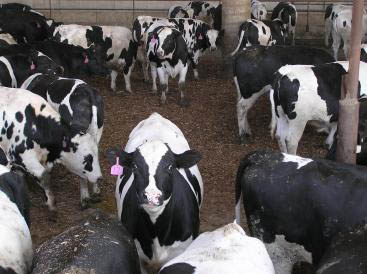 Dairy Beef Cattle In Pen.