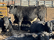 Dairy beef cattle In pen.