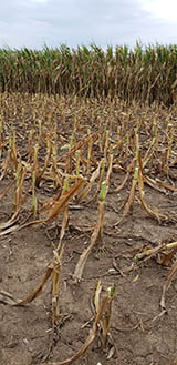 Drought-affected corn.