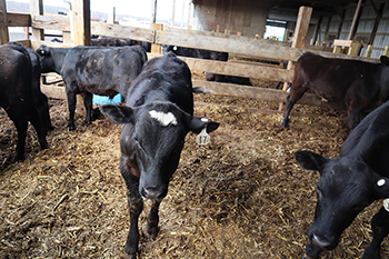 Dairy-beef crossbred calves in pen.